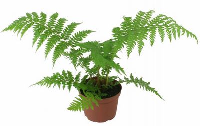 6" Fern Australian Tree